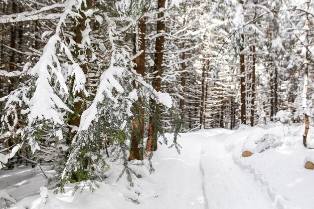 Beautiful winter landscape spruce snow covered sunny weather