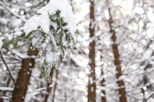 晴れた日に覆われた美しい冬の風景トウヒの雪