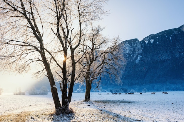 Beautiful winter landscape at sunrise in Alps mountains, France