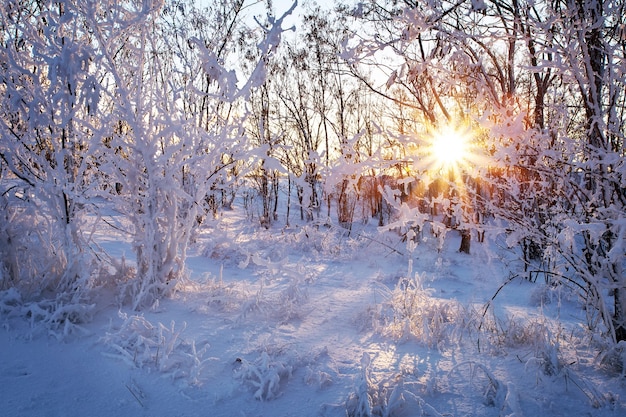 雪と太陽の木々が枝を通して輝く日没（日の出）の美しい冬の風景