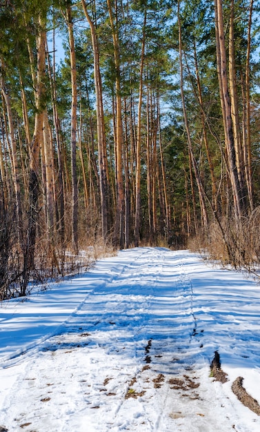 Beautiful winter landscape with a forest and a path in the snow