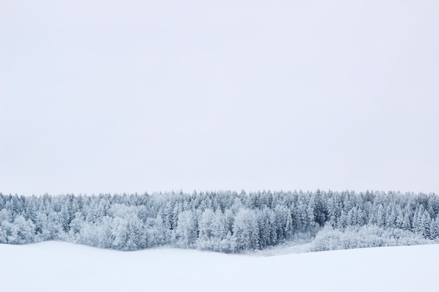 Красивый зимний пейзаж с лесом, деревьями