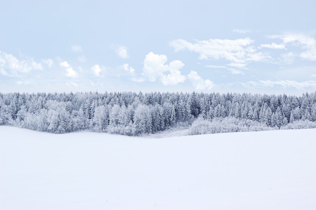 Beautiful winter landscape with forest, trees