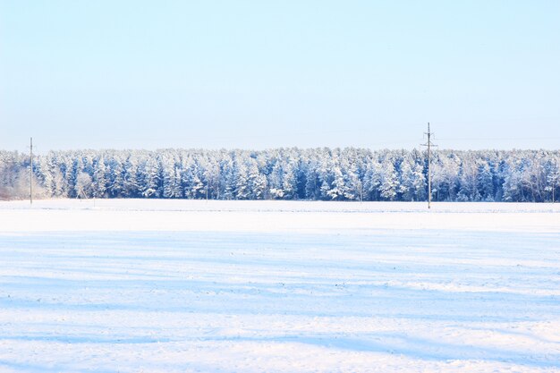 Beautiful winter landscape with forest, trees