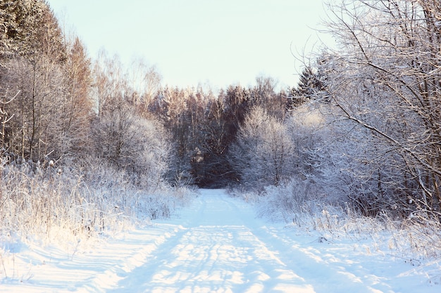 Beautiful winter landscape with forest, trees