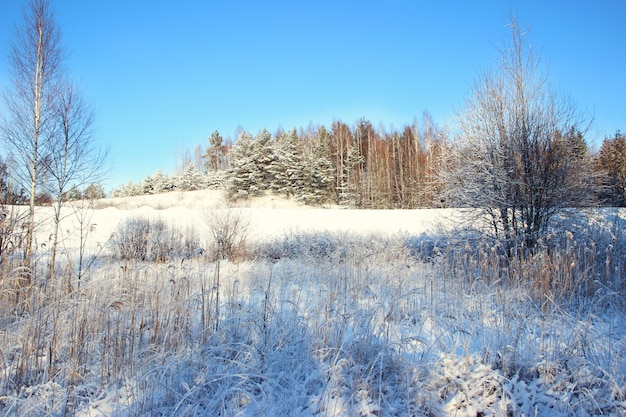 Beautiful winter landscape with forest, trees