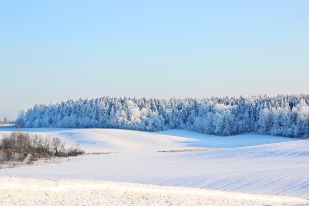 Beautiful winter landscape with forest, trees