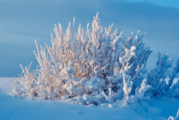 Beautiful winter landscape with the pine forest