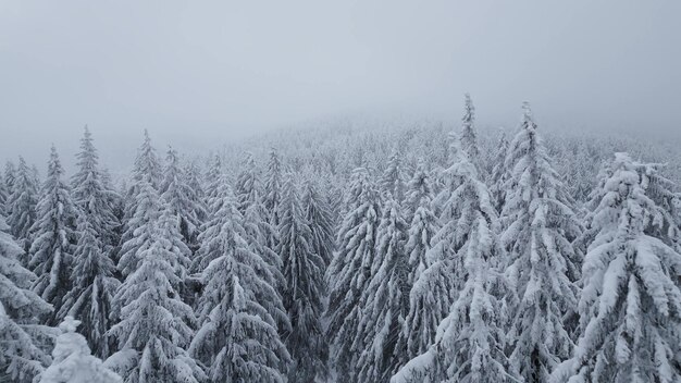 雪と霧の日のドローン ビデオで雪に覆われたモミと美しい冬の風景