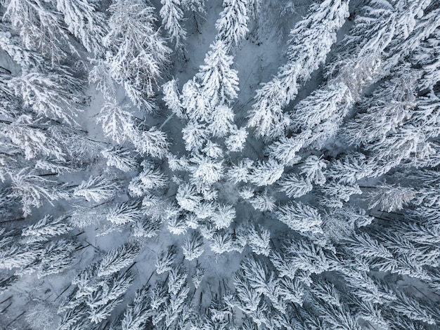 雪と霧の日のトップダウン空撮でモミが覆われた雪のある美しい冬の風景