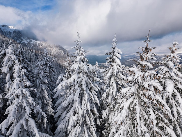 Beautiful winter landscape with snow covered firs at snowy and foggy day