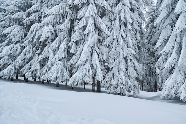 Beautiful winter landscape with snow covered firs at snowy and foggy day