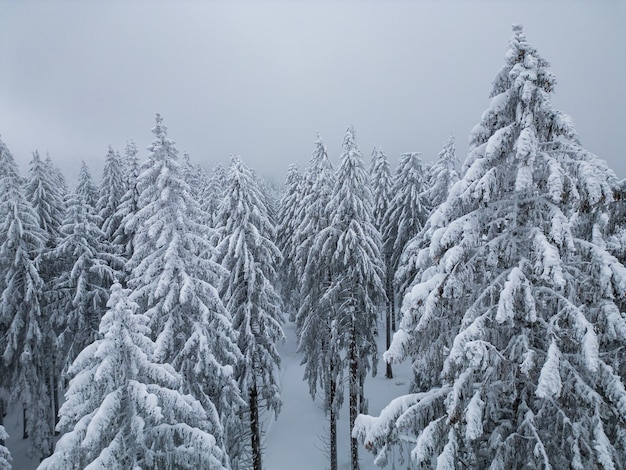 Beautiful winter landscape with snow covered firs at snowy and foggy day