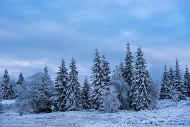 Beautiful winter landscape with snow covered trees Christmas greetings concept