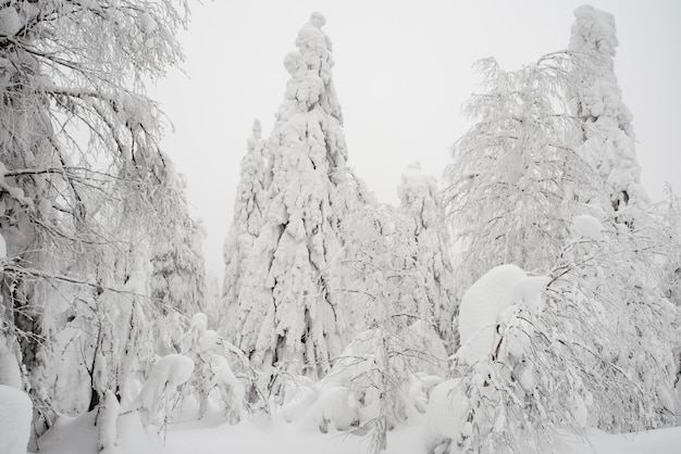 写真 雪に覆われた木々のある美しい冬の風景。冬のおとぎ話