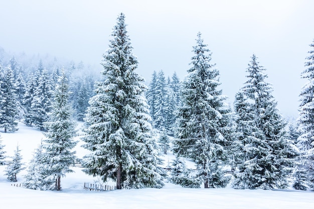 Beautiful winter landscape with snow covered trees Winter mountains