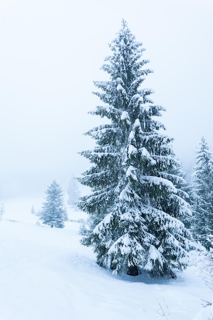 Beautiful winter landscape with snow covered trees winter\
mountains