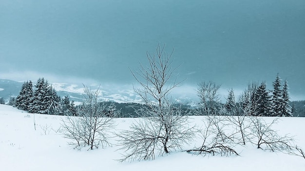 雪に覆われた木々と美しい冬の風景冬の山々