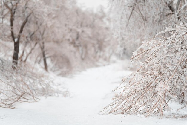 Beautiful winter landscape with snow covered trees