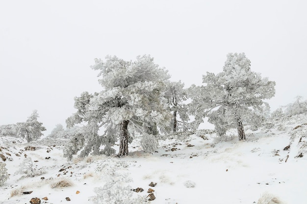 Beautiful winter landscape with snow covered trees.