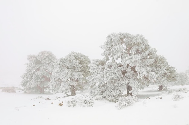 雪に覆われた木々のある美しい冬の風景。