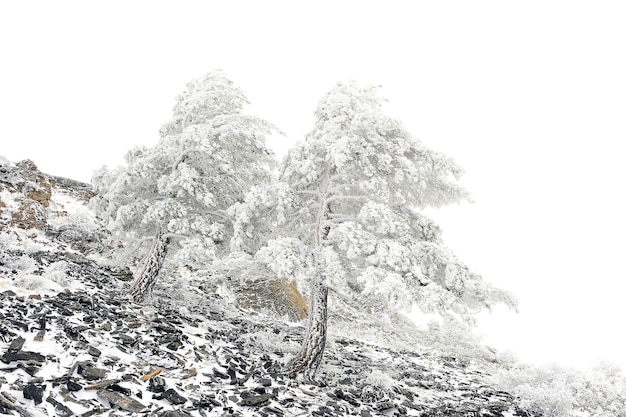 雪に覆われた木々のある美しい冬の風景。