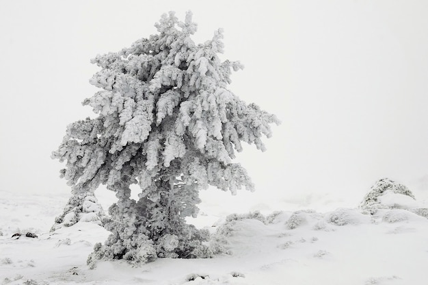 雪に覆われた木々のある美しい冬の風景。