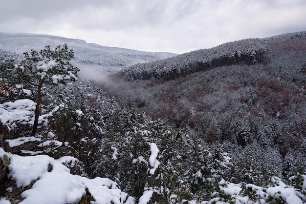 雪に覆われた木々の美しい冬の風景。