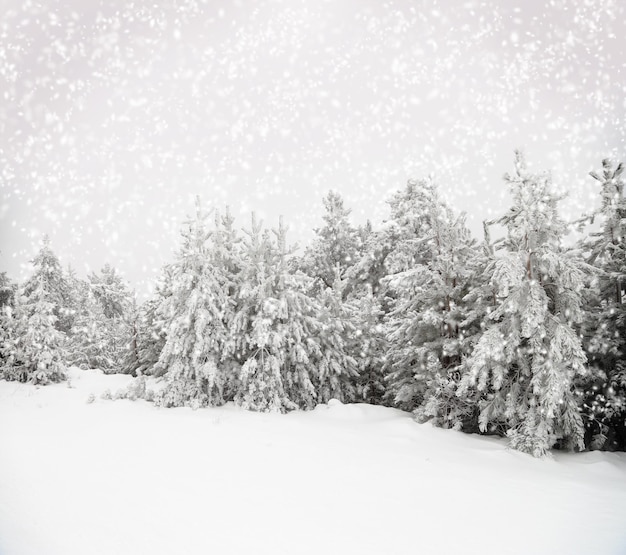 雪に覆われた木々の美しい冬の風景