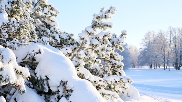 Beautiful winter landscape with trees covered with snow
horizontal photography