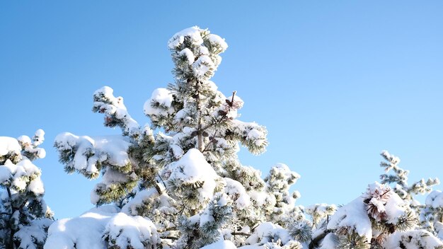 Beautiful winter landscape with trees covered with snow Horizontal photography