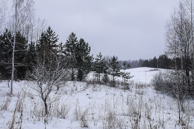 Beautiful winter landscape with trees in snow in countryside