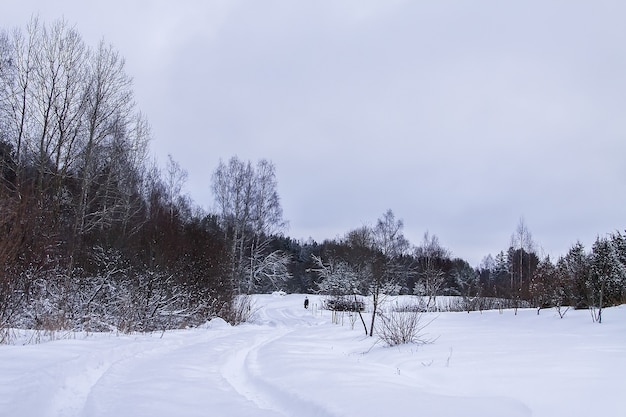 田園地帯の雪の中で木々と美しい冬の風景