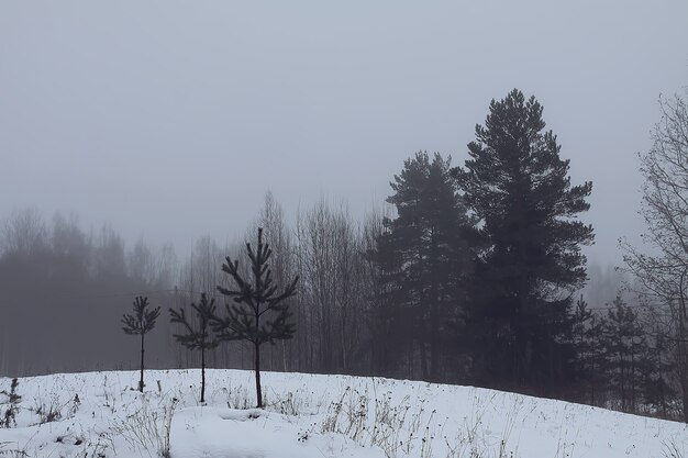 Красивый зимний пейзаж с деревьями в снегу в сельской местности