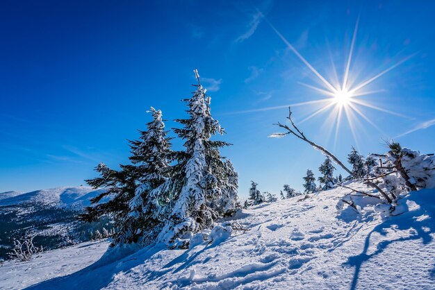 Photo beautiful winter landscape