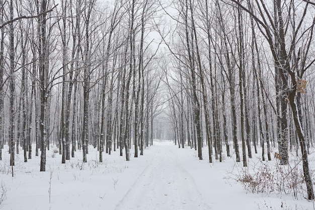 Beautiful winter landscape