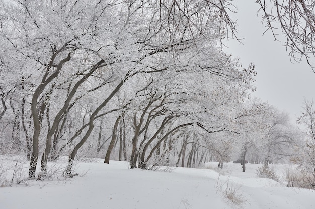 Beautiful winter landscape