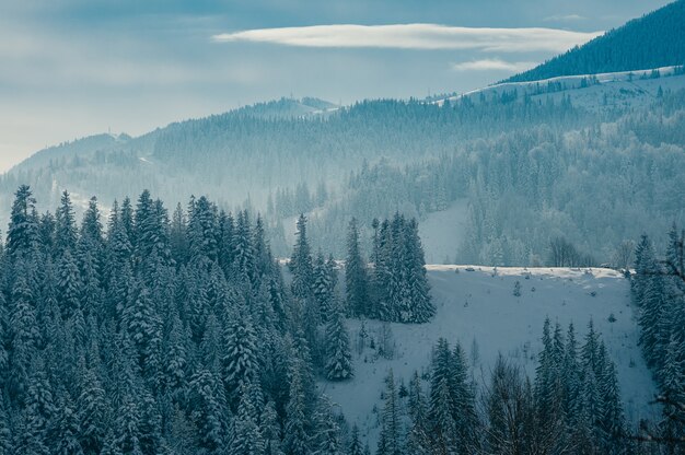 Foresta nevosa del bello paesaggio della montagna di inverno