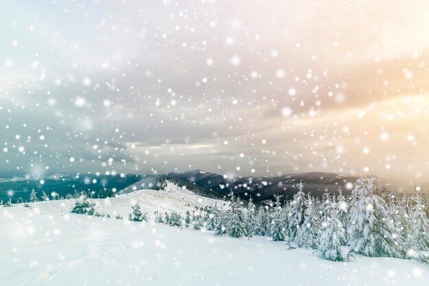 美しい冬の山の風景。山頂と曇り空の背景に雪で覆われた背の高い濃い緑色のトウヒの木。