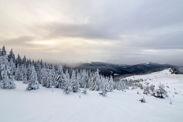 Bellissimo paesaggio montano invernale. alti abeti verdi scuri coperti di neve sulle cime delle montagne e sul cielo nuvoloso