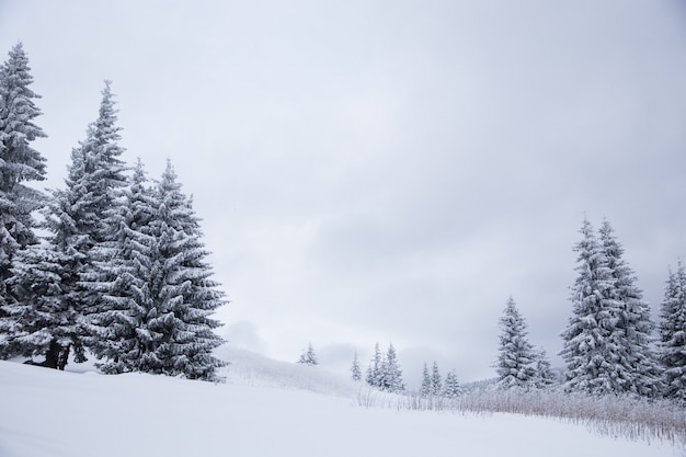 美しい冬の山の風景。山の森の新鮮な雪のある冬景色