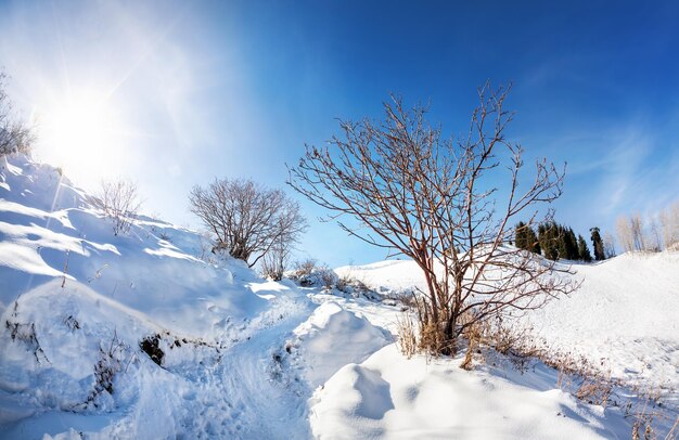 美しい冬の山の風景