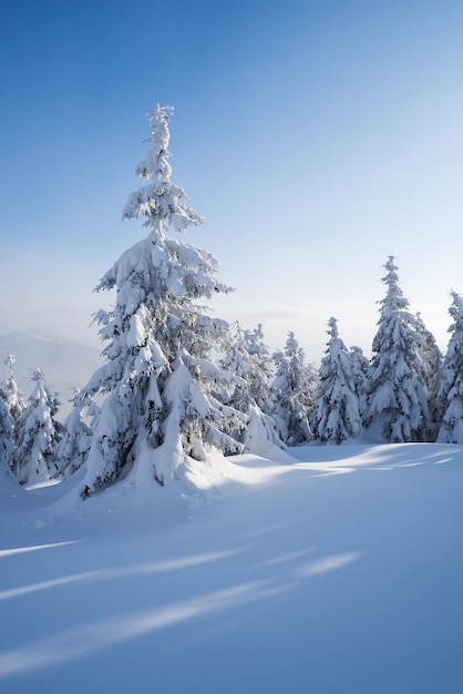 Beautiful winter nature with firs in the snow Forest landscape Sunny weather with haze