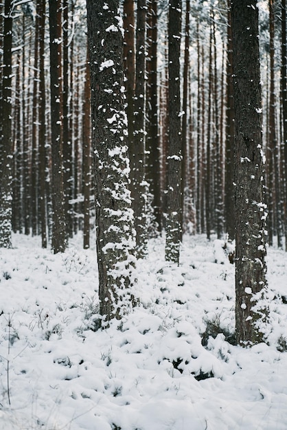 Beautiful winter panorama The landscape of pine trees is covered with a fresh snow Pine trees covered with snow on frosty evening