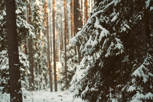 Beautiful winter panorama the landscape of pine trees is\
covered with a fresh snow pine trees covered with snow on frosty\
evening