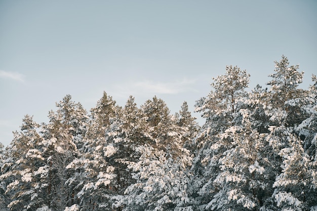 Beautiful winter panorama The landscape of pine trees is covered with a fresh snow Pine trees covered with snow on frosty evening