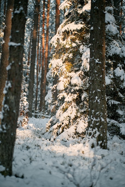 Beautiful winter panorama the landscape of pine trees is covered with a fresh snow pine trees covered with snow on frosty evening