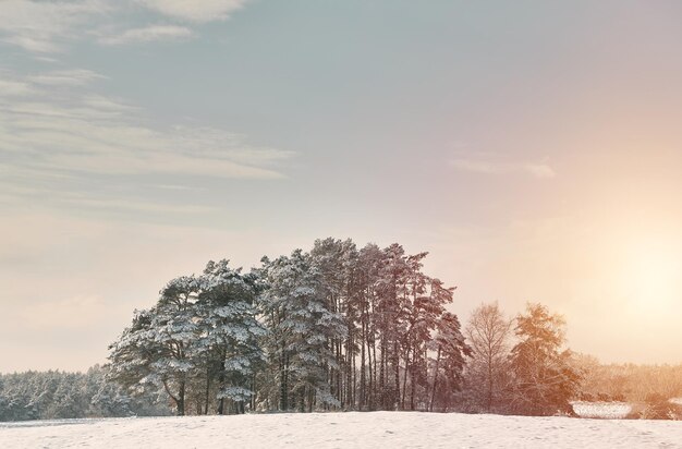 Beautiful winter panorama the landscape of pine trees is\
covered with a fresh snow pine trees covered with snow on frosty\
evening