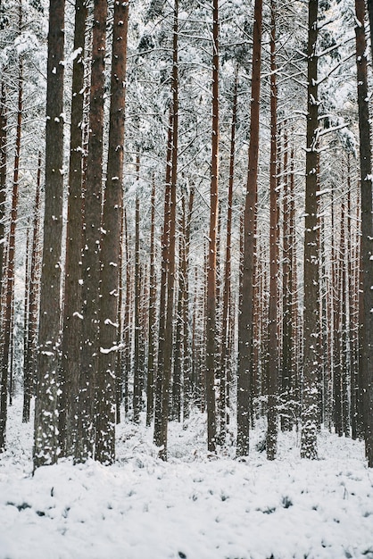 Beautiful winter panorama The landscape of pine trees is covered with a fresh snow Pine trees covered with snow on frosty evening