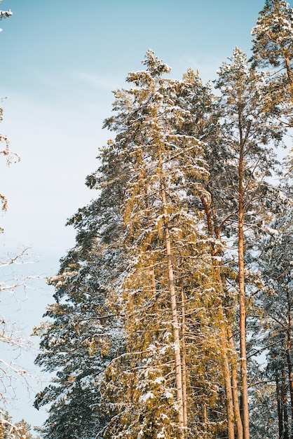 Beautiful winter panorama the landscape of pine trees is\
covered with a fresh snow pine trees covered with snow on frosty\
evening